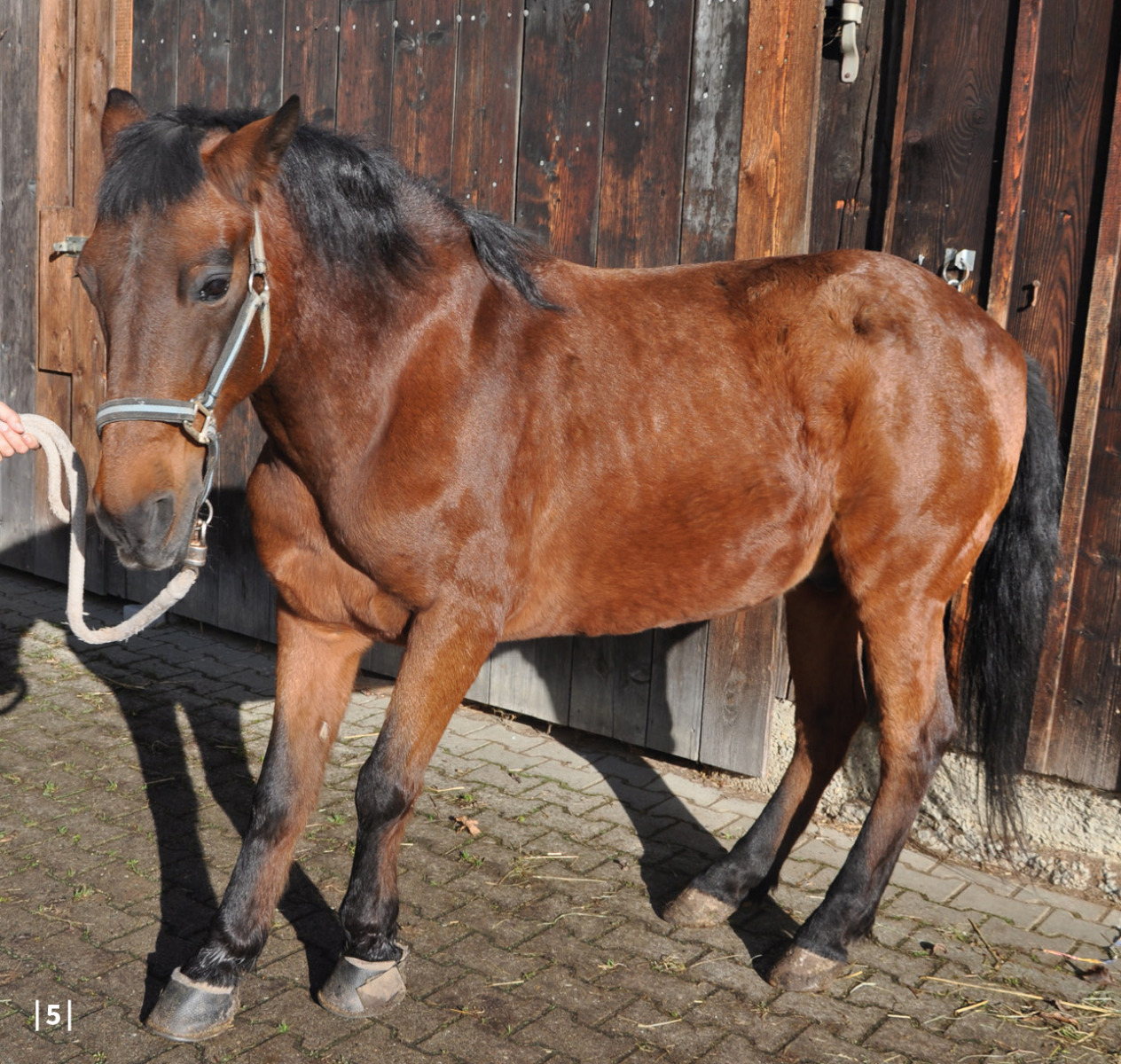 Cushing Pferd Behandlung