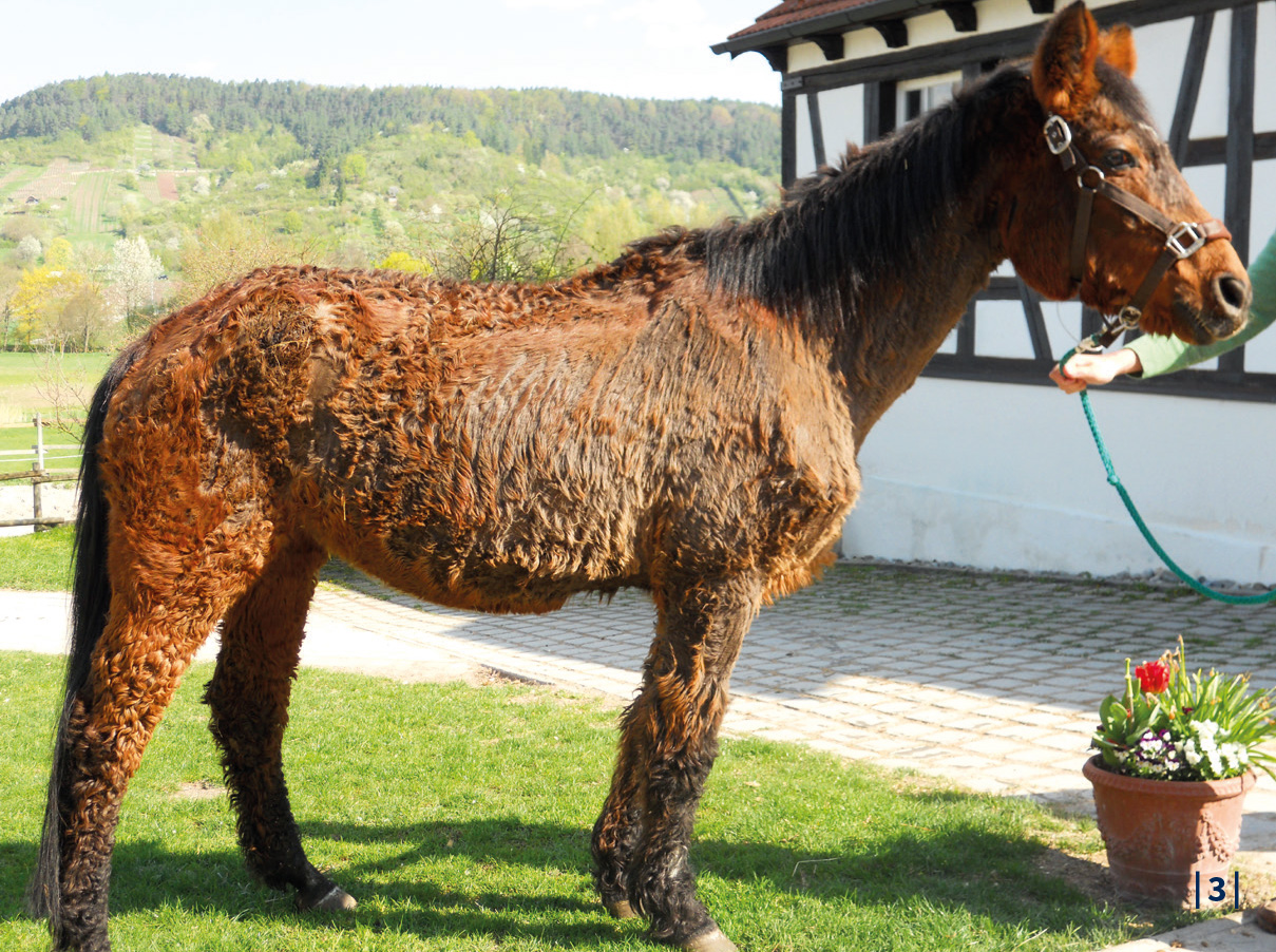 Cushing Pferd Homöopathie