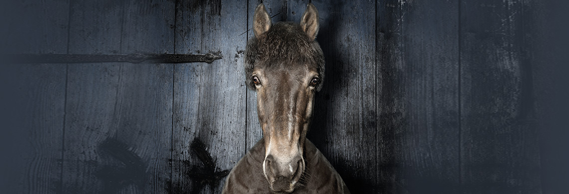 Das Equine Cushing Syndrom