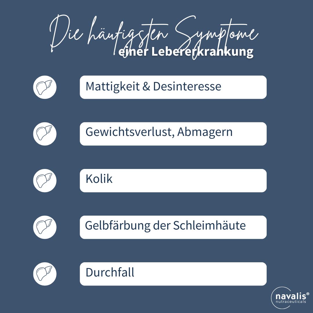 Ratgeber Leber