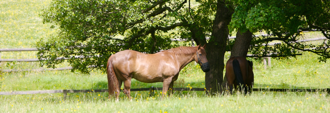 Sommerhitze Pferd