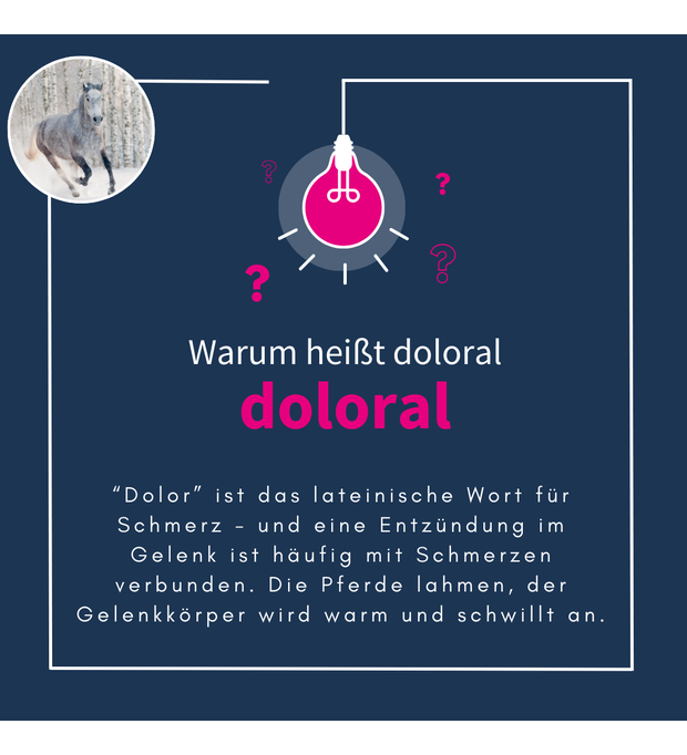 navalis doloral horse 1 kg Bild 2